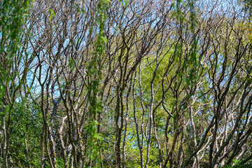 Obraz premium 林のヤナギ