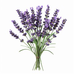 Fototapeta premium A photo of Lavender , single object , Di-Cut PNG style , isolated on white background