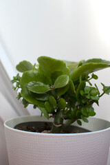 Home plant in the white pot	