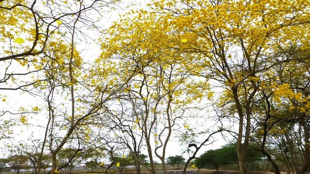 Guayacan, South America Timber Tree with Yellow Flowers 60fps