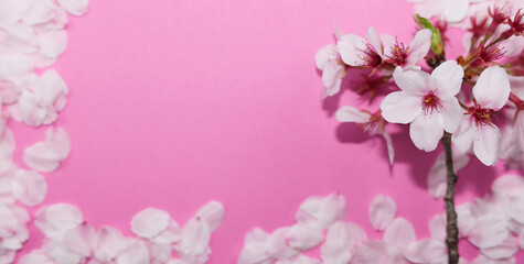 桜背景_ヘッダー