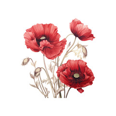Red Poppy Flowers Art with Buds and Green Stems. Vector illustration design.
