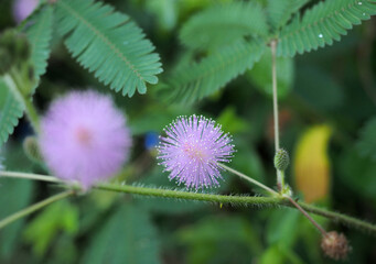 ピンク色の可愛い花を咲かせたオジギソウ