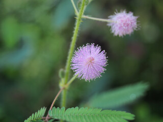 ピンク色の可愛い花を咲かせたオジギソウ