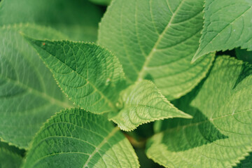 close up of green leaf of hortensia or hydrangea flowers in growth in summer day