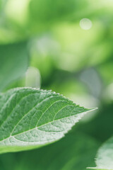 close up of green leaf of hortensia or hydrangea flowers in growth in summer day