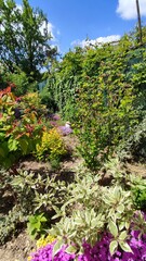 flowers in the garden