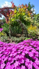 Obraz premium flowers in the garden