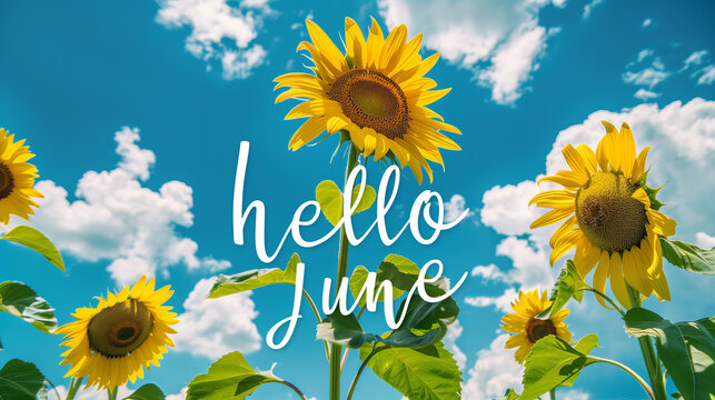 
sunflowers on a blue sky with white clouds background banner. The text "hello June" on the sky background acts as a sign concept for the summer season
