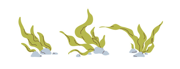 Underwater sea weeds set. Green leaf algae. Marine plants, seaweed leaves and stones. Under water undersea aquatic grass, laminaria, spirulina. Flat vector illustration isolated on white background © Good Studio
