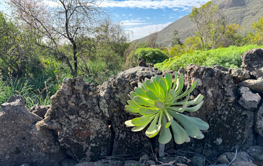 Lush Green Succulent Growing on Rugged Stone Wall in Mountainous Landscape.