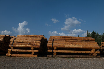Felled trees stacked in the forest store. © TAMER YILMAZ