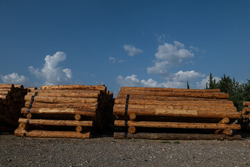 Felled trees stacked in the forest store.