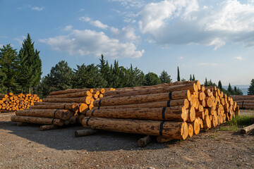 Felled trees stacked in the forest store. © TAMER YILMAZ