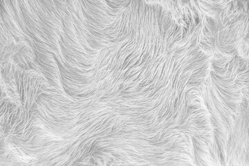 Fur cow with natural soft smooth seamless patterns or white grey animal hair abstract on background