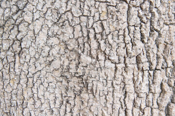 Bark trunk tree texture with cracks natural patterns on background