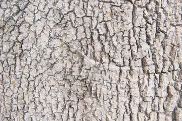 Fotobehang Brandhout Bark trunk tree texture with cracks natural patterns on background  © Amphawan