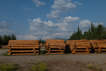 Felled trees stacked in the forest store. © TAMER YILMAZ