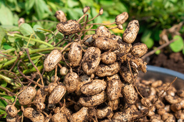 Fresh peanuts plants with roots plants harvest of peanut plants.