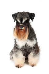 miniature schnauzer dog sitting on white background 