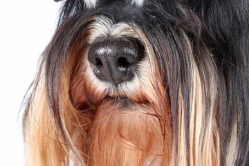 close up of dog nose of miniature schnauzer 