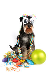 dog with ballons streamer for a birthday party isolated on white 
