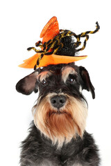 schnauzer dog with halloween hat isolated on white 