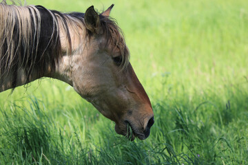 Pferd -nur Kopf - beim Grasen auf der Weide 