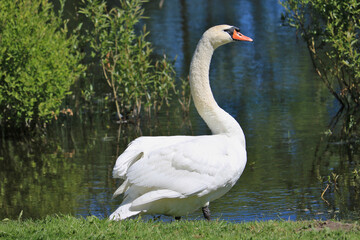 Höckerschwan steht an einem Teich