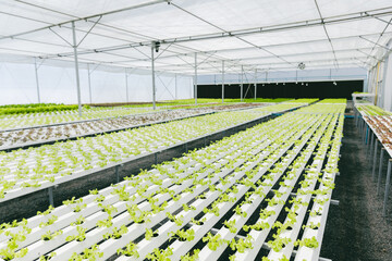 Hydroponic farm, fresh clean healthy organic food plant nursery in green house agriculture business.