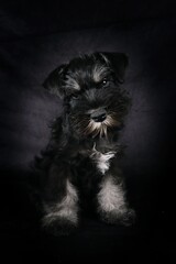 miniature schnauzer puppy in black background 