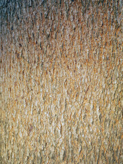 abstract tamarind tree bark background pattern or Tamarind tree skin texture