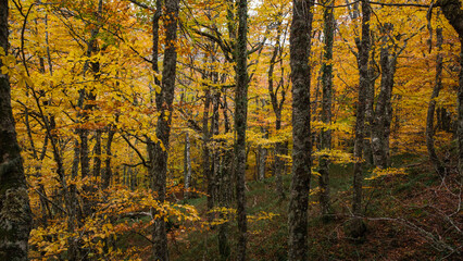 Cluster of trees with golden autumn leaves.