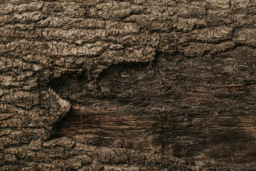 Forest Tree Bark Texture Background