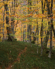 Fototapeta premium The trail ends in a beech forest with golden leaves.
