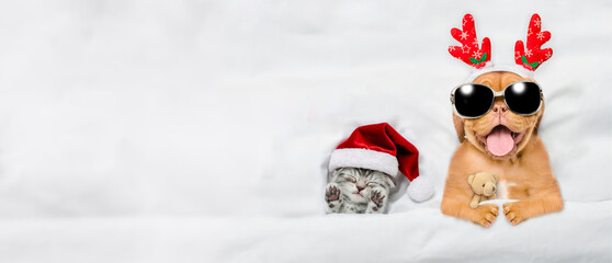Happy mastiff puppy dressed like santa claus reindeer  sleeps with cozy kitten under white blanket...