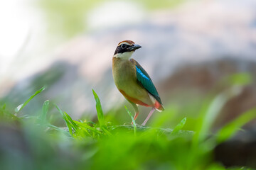Fairy Pitta (Pitta Nympha) during migrating season