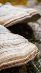 Detail view of mushrooms growing on a trunk