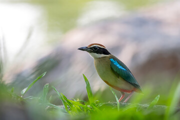 Fairy Pitta (Pitta Nympha) during migrating season