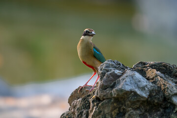 Fairy Pitta (Pitta Nympha) during migrating season
