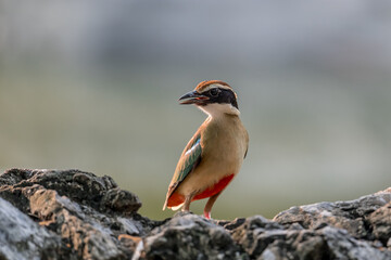 Fototapeta premium Fairy Pitta (Pitta Nympha) during migrating season