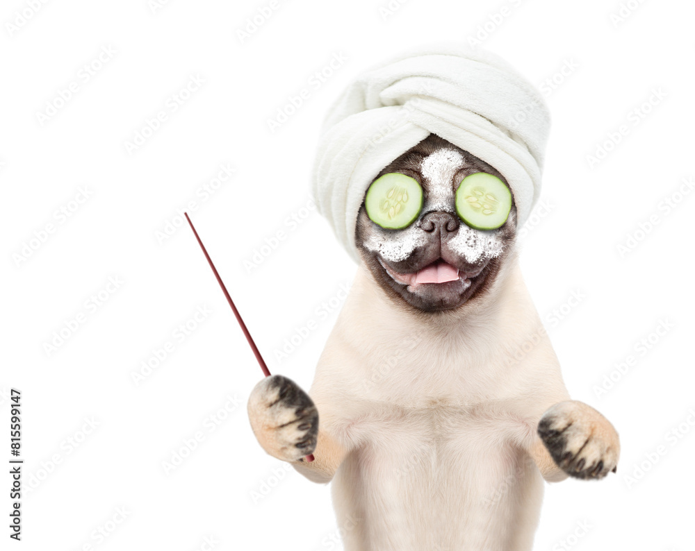 Poster Funny Pug puppy with towel on it head and with a piece of cucumber on it eyes points away on empty space. isolated on white background