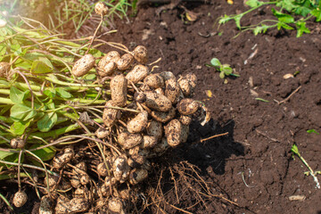 Fresh peanuts plants with roots plants harvest of peanut plants.