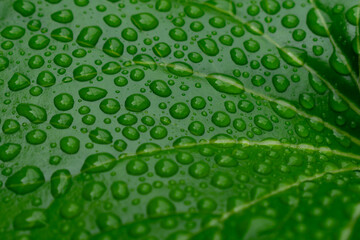 雨上がりで、たくさんの水滴がついた植物の葉のアップ。
