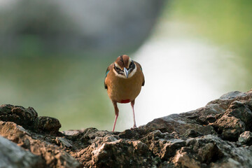 Fairy Pitta (Pitta Nympha) during migrating season