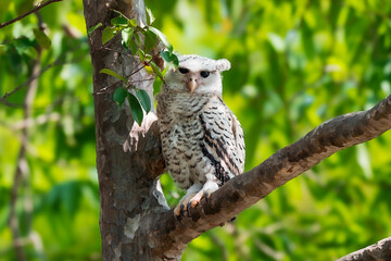 Spot-bellied Eagle Owl Largest, dark brown head, tufts of fur, erect ears. Grayish white face Dark red-brown eyes, yellow mouth, white underbody with large heart-shaped black spots scattered all over.