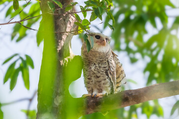 Spot-bellied Eagle Owl Largest, dark brown head, tufts of fur, erect ears. Grayish white face Dark red-brown eyes, yellow mouth, white underbody with large heart-shaped black spots scattered all over.