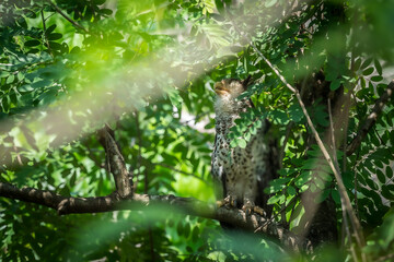 Spot-bellied Eagle Owl Largest, dark brown head, tufts of fur, erect ears. Grayish white face Dark red-brown eyes, yellow mouth, white underbody with large heart-shaped black spots scattered all over.