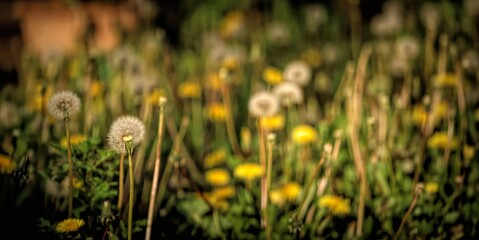 Scenic view of dandelions on a meadow