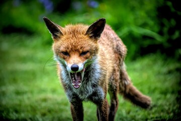 Close-up of a fox with mouth open on a green meadow